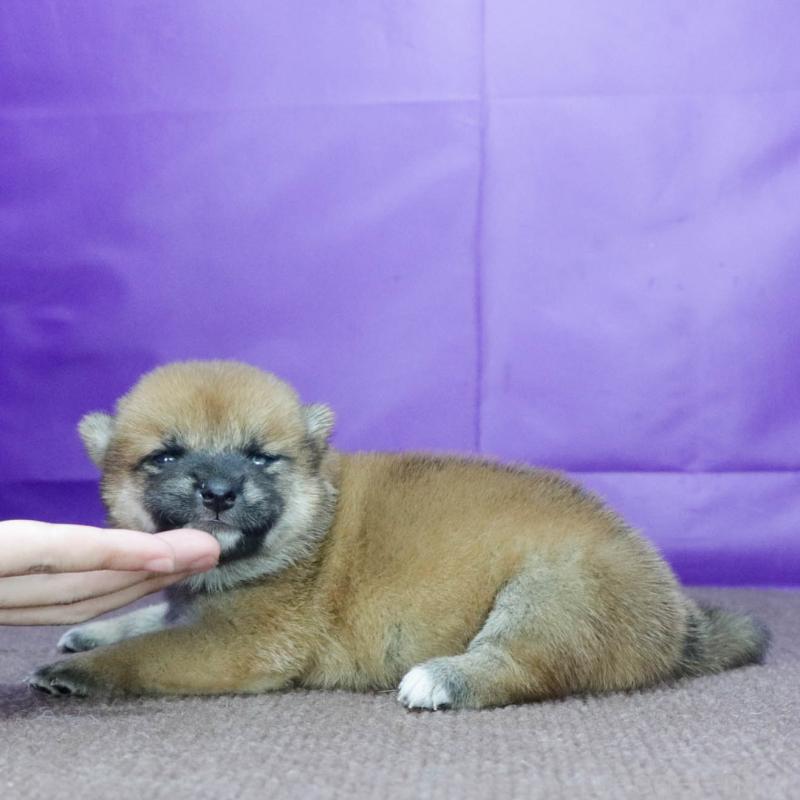 販売中の愛知県の柴犬-406307の3枚目